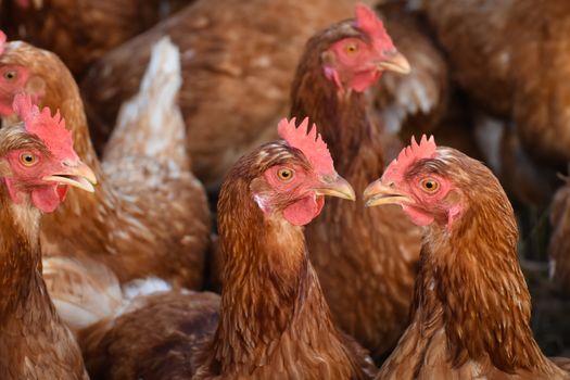 Kuvituskuva uutiseen: Kananmunia vedetään pois myynnistä salmonellalöydöksen vuoksi (kananmunat, takaisinveto)