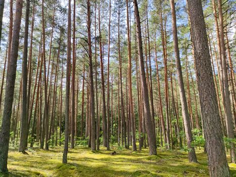 Kuvituskuva uutiseen: Myyräkuumetapaukset vähenevät Keski-Pohjanmaalla kiivaan alkuvuoden jälkeen (myyräkuume, …