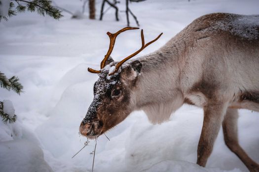 Kuvituskuva uutiseen: Naarashirvi hyökkäsi kalastajan kimppuun Inarissa (inari, hirvi)