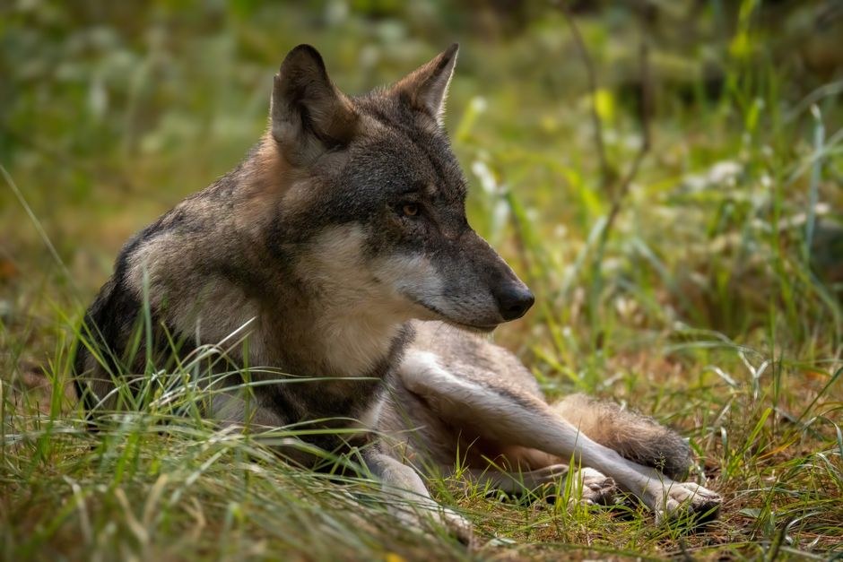 Arkistokuva: Harmaasusi makaa vihreässä ruohikossa ja katsoo oikealle. Eläimen harmaanruskea turkki ja suurin osa sen vartalosta näkyvät.