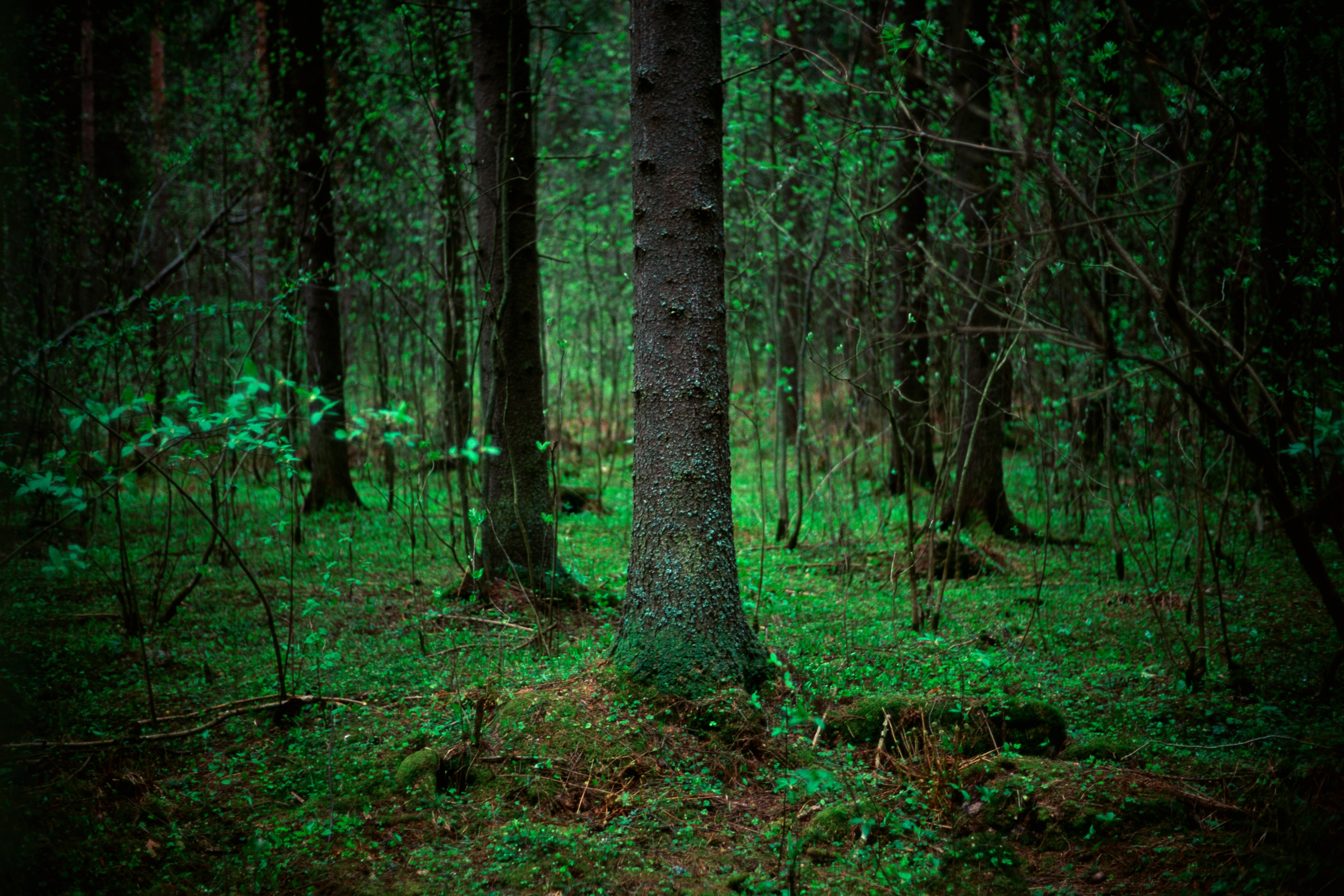 Arkistokuva: Kuopiolaista metsää, jonka puiden välissä kasvaa sammalta ja matalaa kasvillisuutta, vuonna 2008.
