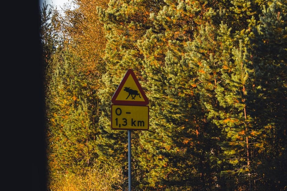 Arkistokuva: Keltainen kolmionmuotoinen hirvivaroitusmerkki ja sen alla etäisyysmerkki "0 - 1,3 km" metallipylväässä syksyisen metsän edessä.