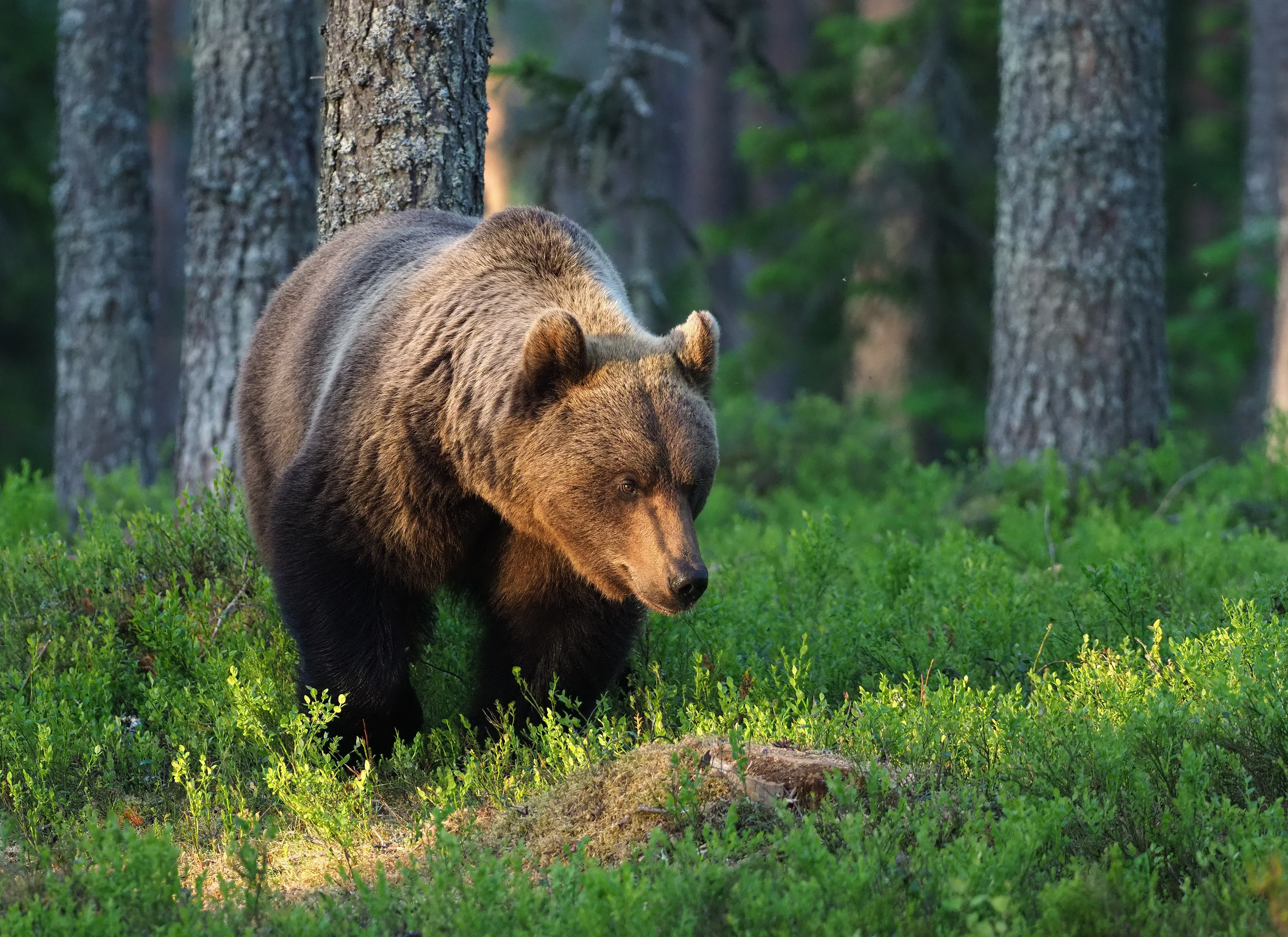 Arkistokuva: Karhu kulkee metsässä Viiksimossa Kainuussa kesäkuussa 2018.