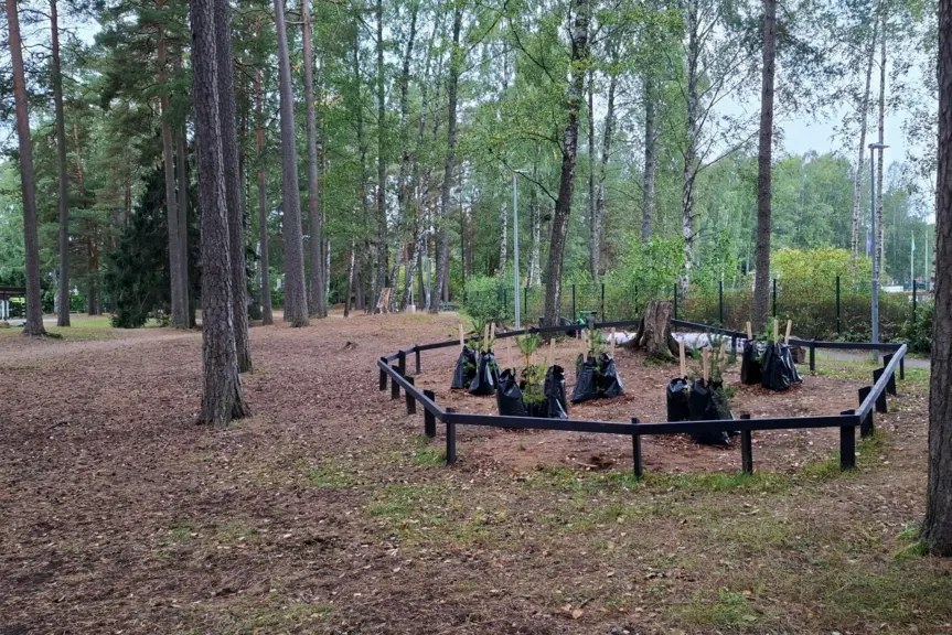Arkistokuva: Matala musta aita ympäröi nuoria puita metsässä; taimien tyvillä on mustia pusseja.