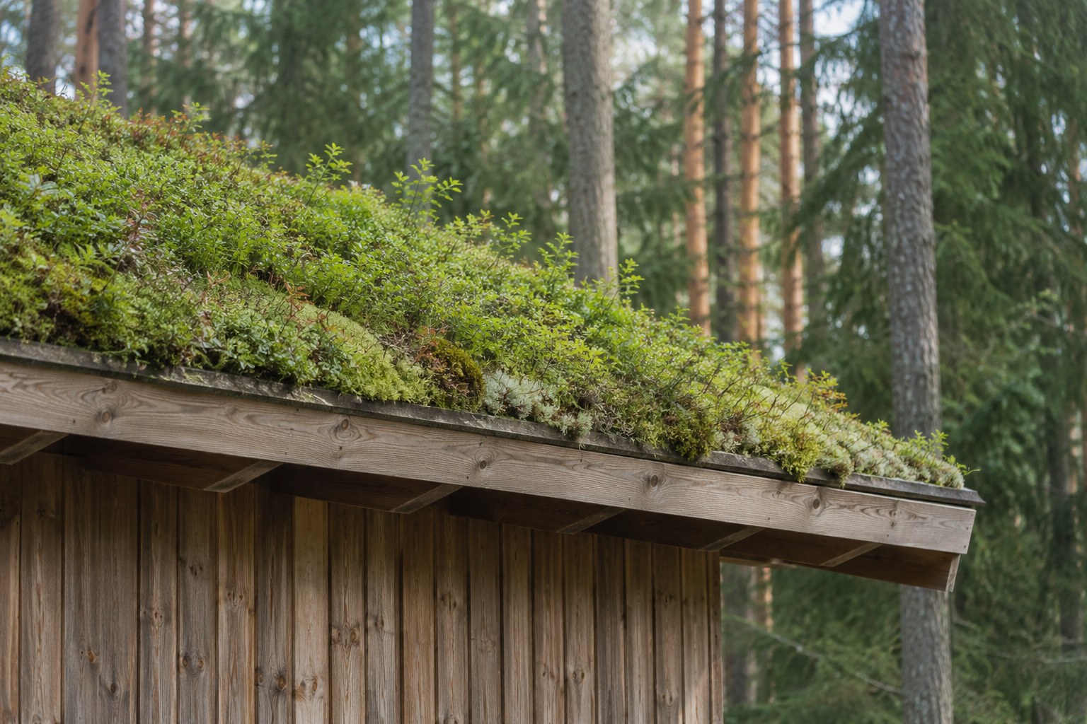 AI-generoitu kuva: Lähikuva puisen rakennuksen kasvipeitteisestä katosta ja sen räystäästä. Katolla on matalaa kasvillisuutta ja taustalla metsän puunrunkoja.