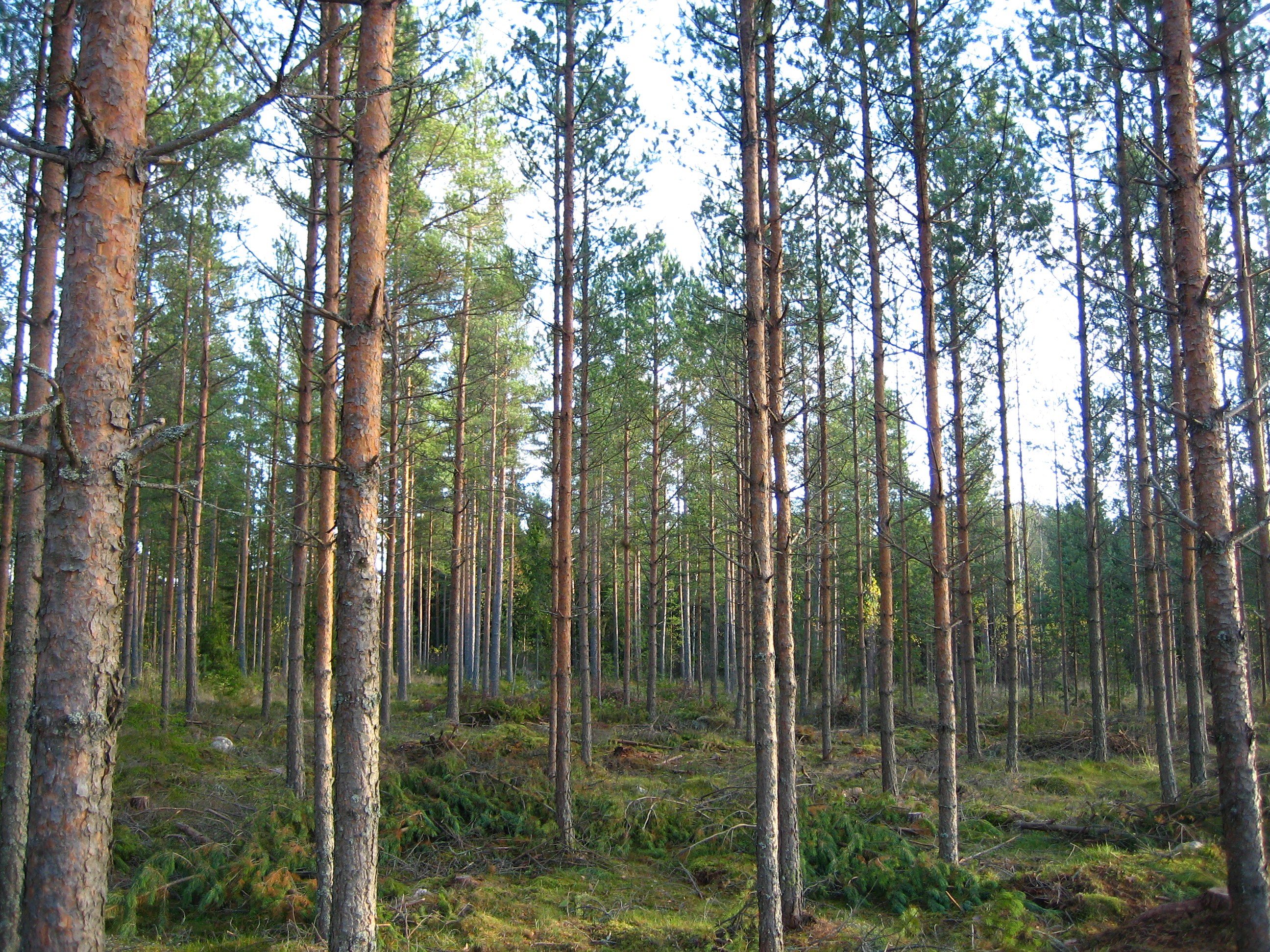Arkistokuva: Tiheä metsä, jossa on ohuita mäntyjen runkoja, vihreitä neulasia ja ruskeaa kaarnaa. Metsän pohja on sammaleen ja oksien peitossa.