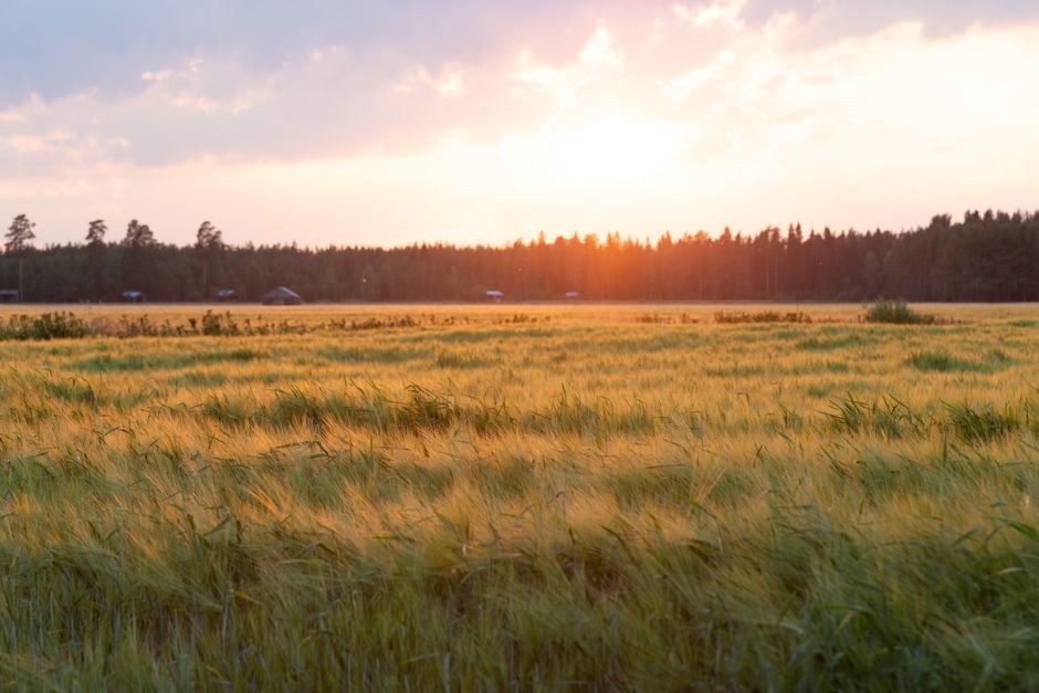 Arkistokuva: Ohrapelto ja metsänreuna Suomessa auringonlaskun aikaan.