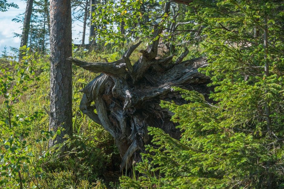 Arkistokuva: Suuri, juurineen kaatunut puunrunko makaa metsämaalla, ja sen paljas, mutkikas juuripaakku on selvästi näkyvissä vihreän kasvillisuuden keskellä.