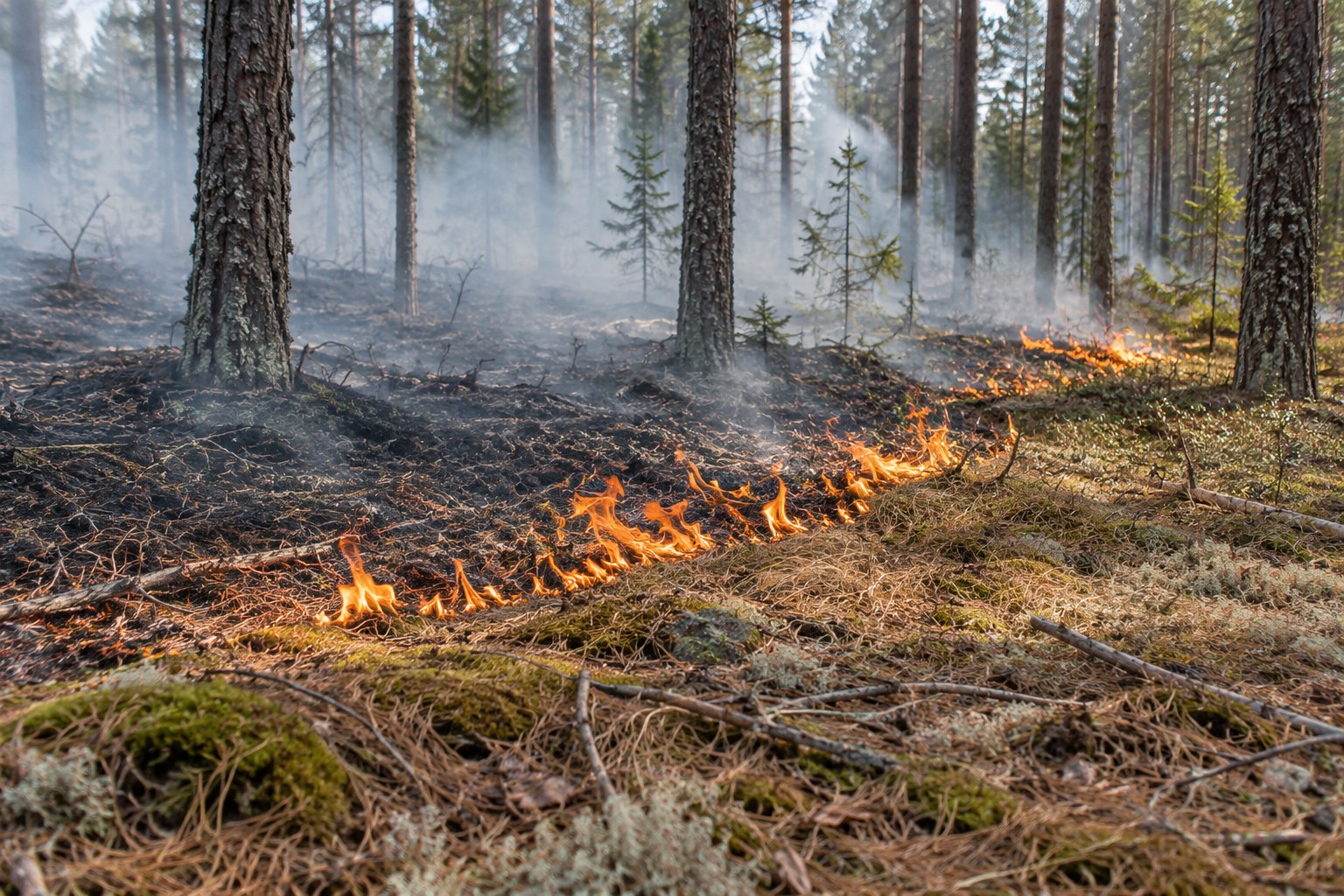 AI-generoitu kuva: Matala liekkirivi palaa metsän pohjalla kuivien neulasten ja ruohon seassa, savua nousee puiden välistä.