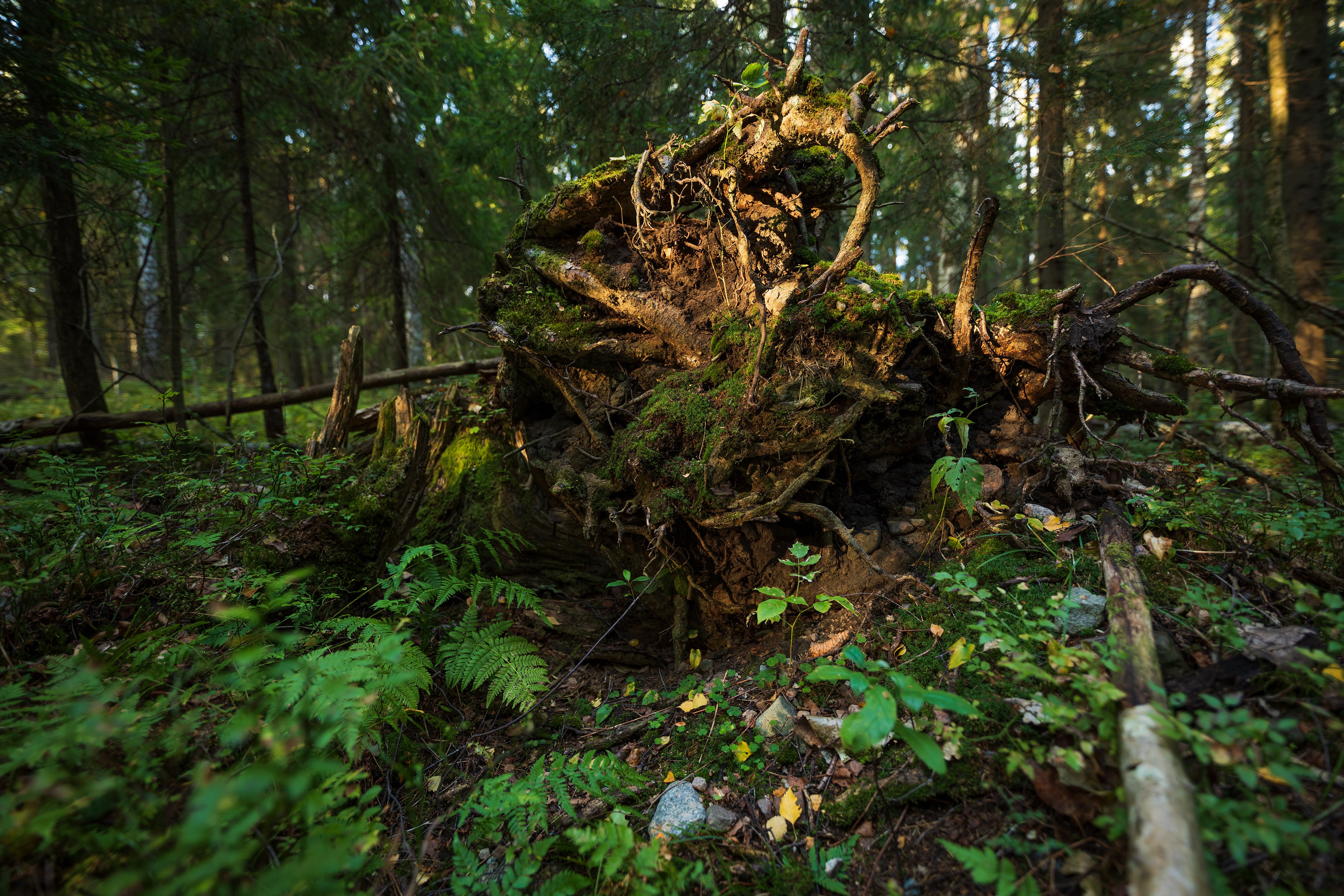 Arkistokuva: Sammaloitunut kaatuneen puun juurakko Haltialan aarnimetsässä syyskuussa 2021.