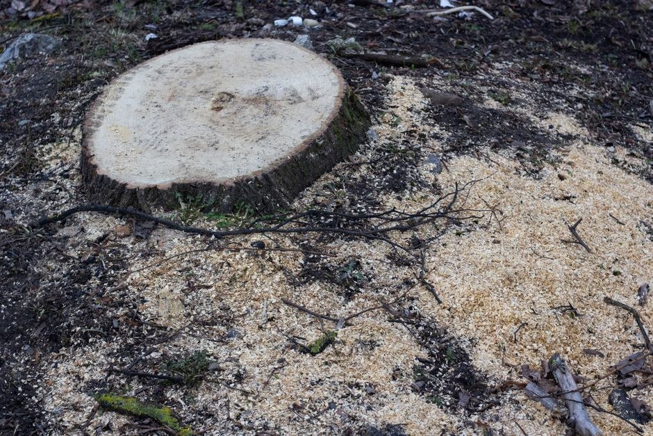 Arkistokuva: Hiljattain katkaistu puunkanto ja sahanpurua maassa.