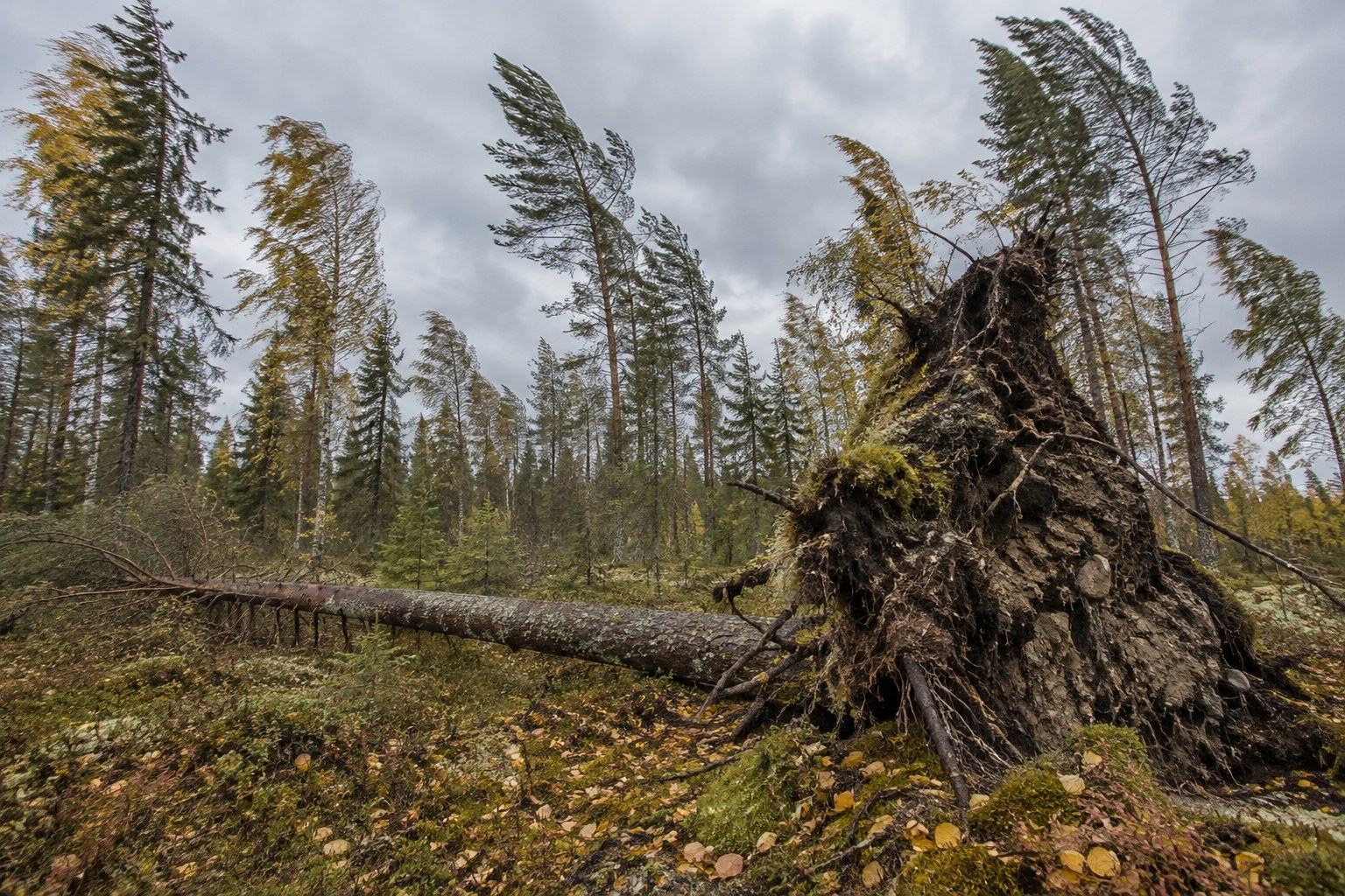 AI-generoitu kuva: Yksittäinen juurineen kaatunut puu makaa metsäpohjalla, juurakko ja maapaakku pystyssä, puiden latvat taipuvat tuulessa.